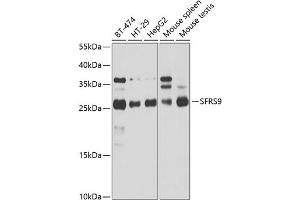 Western blot analysis of extracts of various cell lines, using SRSF9 antibody (ABIN1682679, ABIN3018727, ABIN3018728 and ABIN6220559) at 1:1000 dilution. (SFRS9 Antikörper  (AA 1-221))