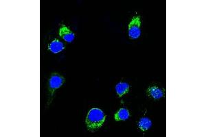 Confocal Immunofluorescent analysis of Ramos cells using AF488-labeled Lambda Light Chain Monoclonal Antibody (HP6054) (Green). (IgL Antikörper)