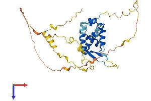 FOXR1 Protein (AA 1-292) (His tag)