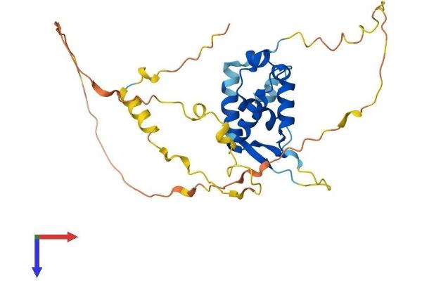 FOXR1 Protein (AA 1-292) (His tag)