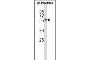 Western blot analysis in mouse bladder tissue lysates (35ug/lane). (SGK3 Antikörper  (C-Term))