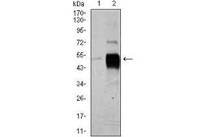 Western blot analysis using POU3F2 mouse mAb against HeLa (1), and SK-N-SH (2) cell lysate.