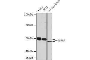 Western blot analysis of extracts of various cell lines, using ESRRA Rabbit mAb (ABIN1683199, ABIN7101640, ABIN7101641 and ABIN7101642) at 1:1000 dilution. (ESRRA Antikörper)