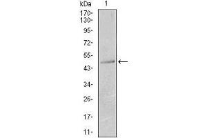 Western blot analysis using KRT13 mouse mAb against T47D (1) cell lysate. (Cytokeratin 13 Antikörper  (AA 143-295))