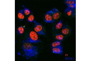 Immunofluorescence staining of BXDC2 on MCF-7 cell use BXDC2 MaxPab polyclonal antibody (1:100, 4 °C overnight). (BRIX1 Antikörper  (AA 1-353))