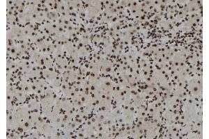 ABIN6273109 at 1/100 staining Human liver tissue by IHC-P. (DHX38 Antikörper  (C-Term))