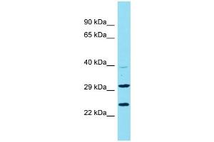Host: Rabbit Target Name: C9orf106 Sample Type: U937 Whole Cell lysates Antibody Dilution: 1. (C9ORF106 Antikörper  (N-Term))