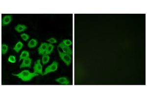 Immunofluorescence (IF) image for anti-Ribosomal Protein L36 (RPL36) (Internal Region) antibody (ABIN1850636) (RPL36 Antikörper  (Internal Region))