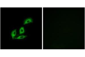 Immunofluorescence analysis of A549 cells, using NECAB3 Antibody. (NECAB3 Antikörper  (AA 321-370))