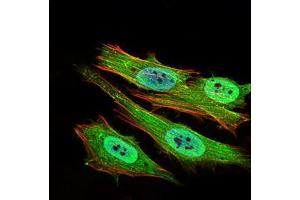 Immunofluorescence analysis of Hela cells using PON1 mouse mAb (green). (PON1 Antikörper  (AA 20-155))