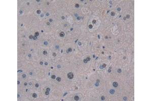 Used in DAB staining on fromalin fixed paraffin- embedded liver tissue (TCEA3 Antikörper  (AA 59-348))