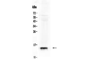 Western blot analysis of FABP2/I-FABP using anti- FABP2/I-FABP antibody .