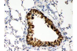 Anti- COMT Picoband antibody, IHC(P) IHC(P): Mouse Lung Tissue