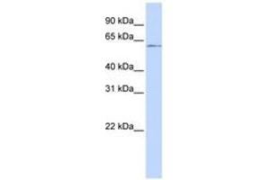Image no. 1 for anti-Nuclear Factor I/C (CCAAT-Binding Transcription Factor) (NFIC) (C-Term) antibody (ABIN6741505) (NFIC Antikörper  (C-Term))