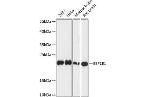Western blot analysis of extracts of various cell lines, using EEF1E1 antibody (ABIN7267023) at 1:1000 dilution. (EEF1E1 Antikörper  (AA 1-100))