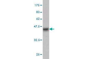 Western Blot detection against Immunogen (37. (CD93 Antikörper  (AA 33-140))