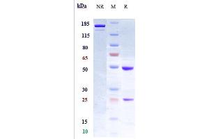 Anti-LIF Reference Antibody (MSC-1) on SDS-PAGE under reducing (R) condition.