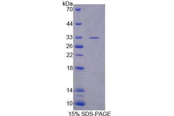 XPO4 Protein