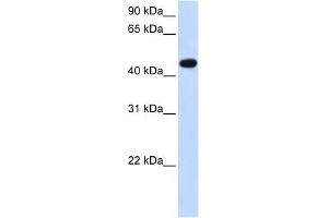WB Suggested Anti-AADAC Antibody Titration:  0. (AADAC Antikörper  (N-Term))