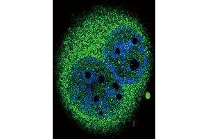 Immunofluorescence (IF) image for anti-Interferon Regulatory Factor 5 (IRF5) antibody (ABIN3001654)