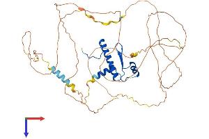 MEF2A Protein (AA 1-507) (His tag)