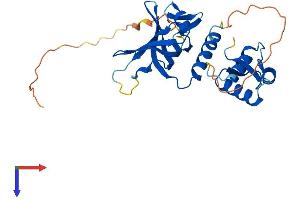 RPA2 Protein (AA 1-270) (His tag)
