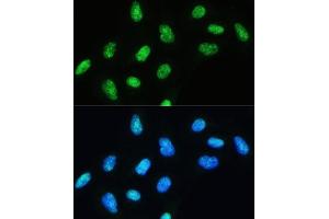 Immunofluorescence analysis of U-2 OS cells using DHX9/RNA Helicase Aantibody (ABIN7265748) at dilution of 1:100. (DHX9 Antikörper)