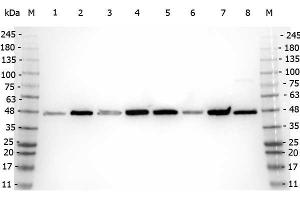 Western Blot of Rabbit anti-Beta Amyloid antibody. (beta Amyloid Antikörper  (N-Term))