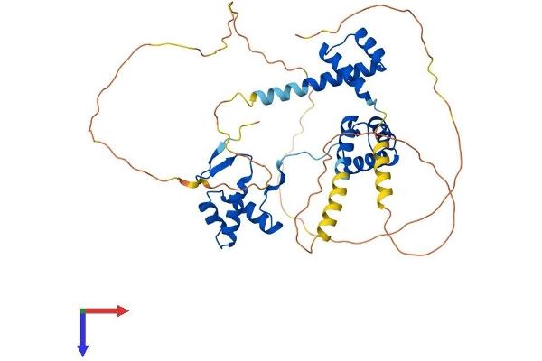 PAX6 Protein (AA 1-422) (His tag)