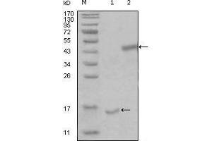 Western blot analysis using PARL mouse mAb against truncated Trx-PARL recombinant protein (1) and truncated MBP-PARL(aa112-167) recombinant protein (2). (PARL Antikörper  (AA 112-167))