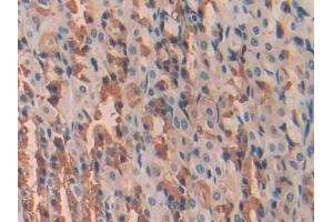 Immunohistochemistry (IHC) image for anti-Urocortin (UCN) (AA 31-121) antibody (ABIN7431422)