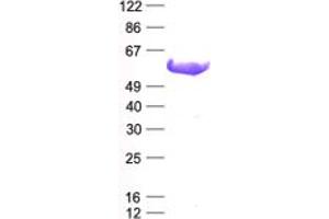 Validation with Western Blot (c-MYC Protein (His tag))