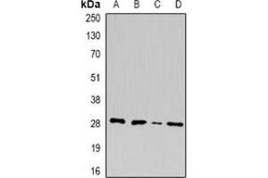 Western blot analysis of U2AF1 expression in A549 (A), MCF7 (B), mouse pancreas (C), rat liver (D) whole cell lysates. (U2AF1 Antikörper)