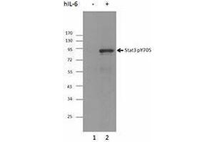 Western Blotting (WB) image for anti-Signal Transducer and Activator of Transcription 3 (Acute-Phase Response Factor) (STAT3) (pTyr705) antibody (ABIN2666371) (STAT3 Antikörper  (pTyr705))