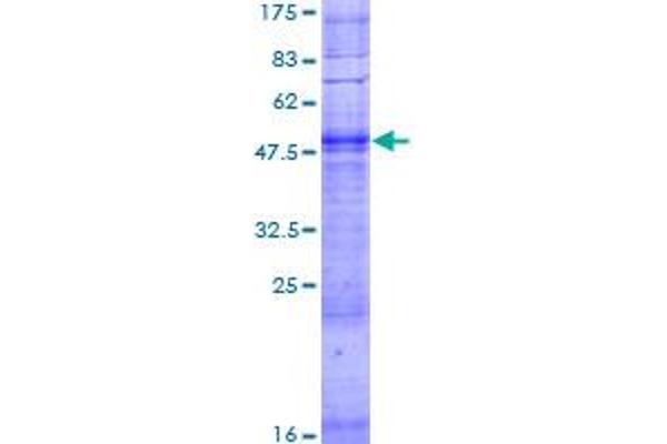 OR3A1 Protein (AA 1-315) (GST tag)