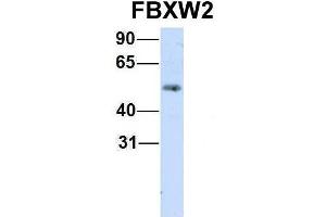 Western Blotting (WB) image for anti-F-Box and WD Repeat Domain Containing 2 (FBXW2) (Middle Region) antibody (ABIN2774691)