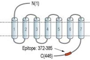 anti-Dopamine Receptor D1 (DRD1) (AA 372-385), (C-Term), (Intracellular) antibody