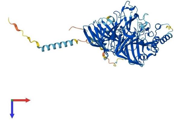 DBH Protein (AA 1-617) (His tag)