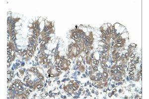 SNF1LK antibody was used for immunohistochemistry at a concentration of 4-8 ug/ml.
