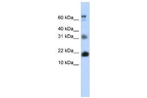 WB Suggested Anti-BUD31 Antibody Titration:  0. (BUD31 Antikörper  (N-Term))