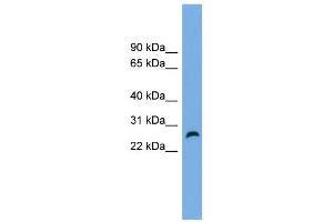 WB Suggested Anti-FAM3D Antibody Titration: 0. (FAM3D Antikörper  (Middle Region))