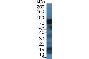Western Blot; Sample: Porcine Pancreas lysate; Primary Ab: 1µg/ml Rabbit Anti-Human SPTbN4 Antibody Second Ab: 0.