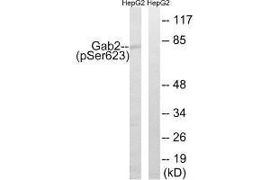 Western Blotting (WB) image for anti-GRB2-Associated Binding Protein 2 (GAB2) (pSer623) antibody (ABIN1847780) (GAB2 Antikörper  (pSer623))