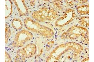 Immunohistochemistry of paraffin-embedded human kidney tissue using ABIN7161640 at dilution of 1:100 (KLRC1 Antikörper  (AA 114-233))