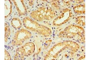 Immunohistochemistry of paraffin-embedded human kidney tissue using ABIN7161640 at dilution of 1:100