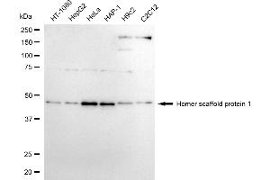 Western blotting analysis using homer scaffold protein 1 antibody (ABIN7800940).