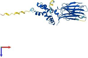 FBXO17 Protein (AA 1-278) (His tag)