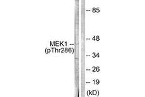 Western blot analysis of extracts from K562 cells, using MEK1 (Phospho-Thr286) Antibody. (MEK1 Antikörper  (pThr286))