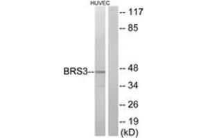 Western blot analysis of extracts from HuvEc cells, using BRS3 Antibody. (BRS3 Antikörper  (AA 161-210))