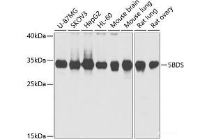 Western blot analysis of extracts of various cell lines using SBDS Polyclonal Antibody at dilution of 1:1000. (SBDS Antikörper)